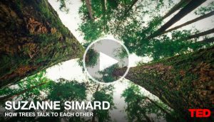 Simard