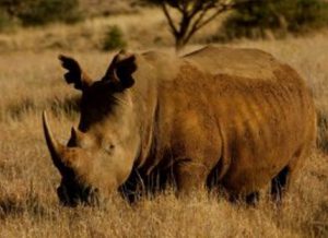 wildlife